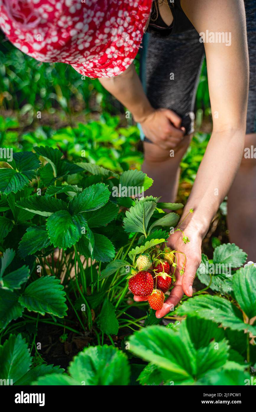 Una giovane contadina in un cappello rosso raccoglie un raccolto di fragole mature. Raccolta di fragole biologiche fresche. Mani di contadino che raccolgono fragole Foto Stock