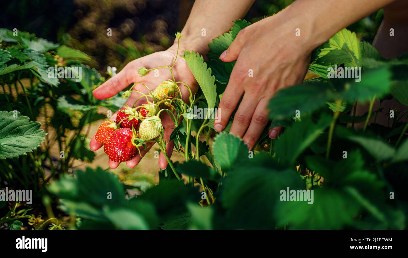 Raccolta di fragole biologiche fresche. Le mani del contadino che raccolgono da vicino le fragole. Cespugli di fragole Foto Stock