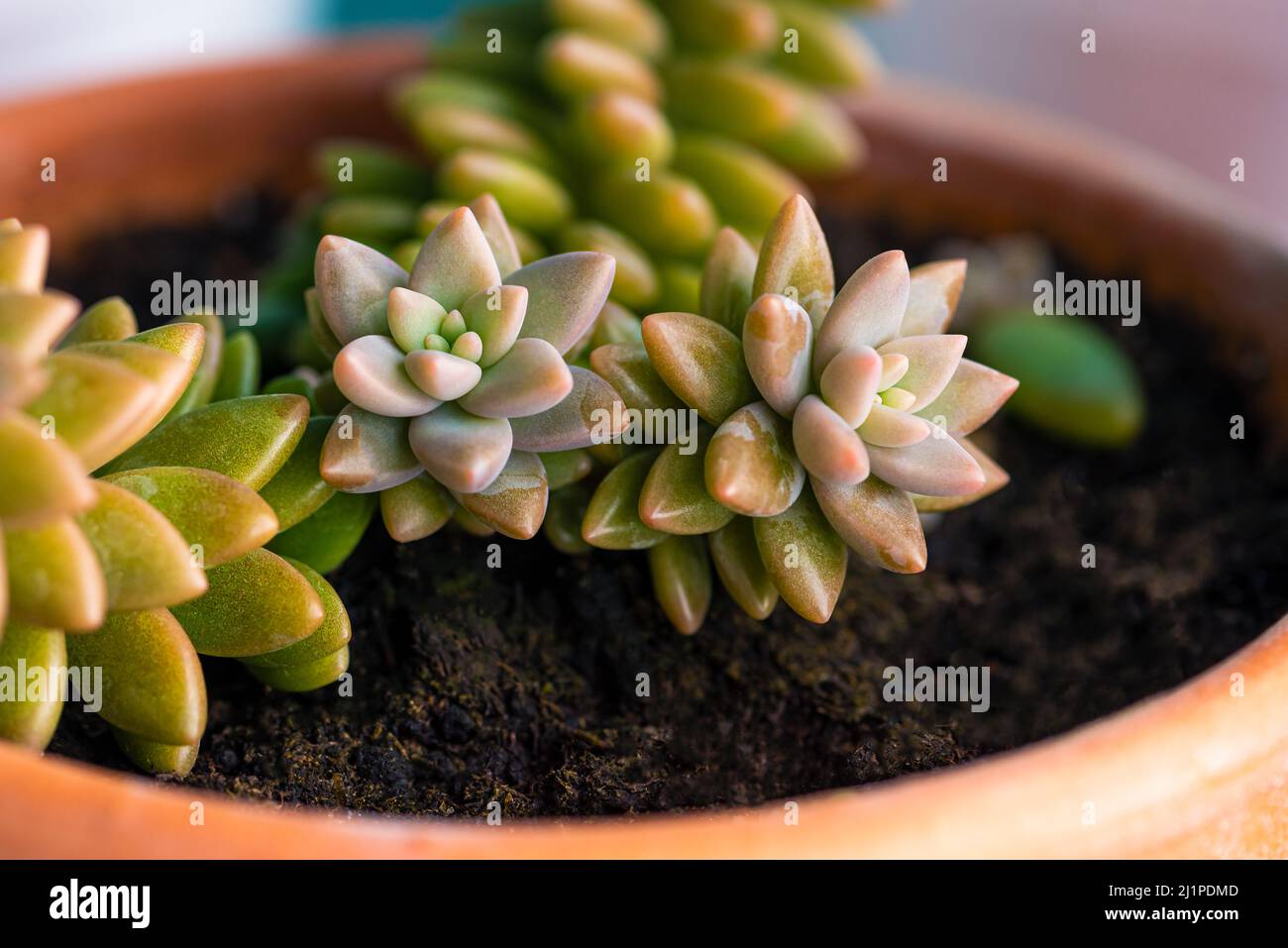Sedum Adolphii flowerpot terracotta caldo bagliore oro close up Foto Stock