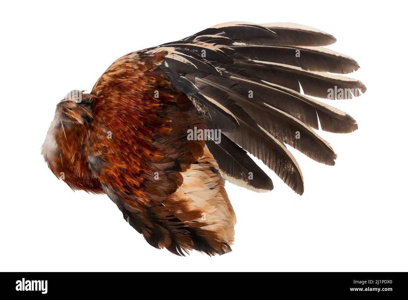 Ala fethers plumage gallo uccello di pollo uccello uccello di pollo di sinistra isolato in sfondo bianco Foto Stock