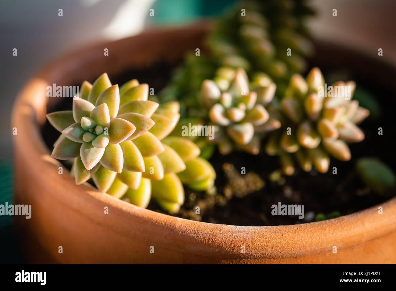 Sedum adolphii flowerpot terracotta calda bagliore oro ora primo piano Foto Stock