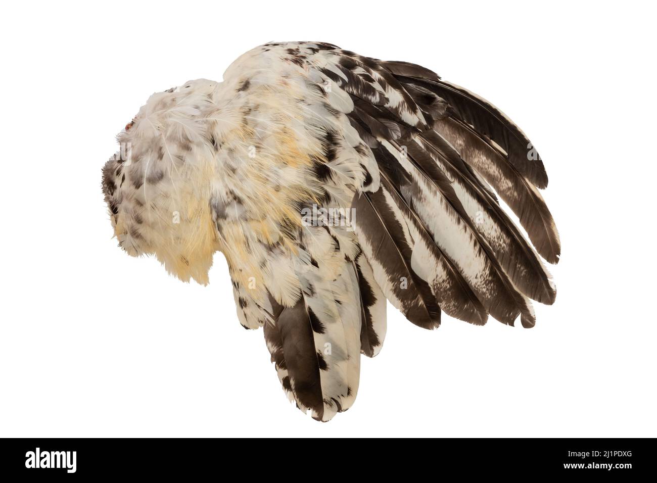 Ali piume piumaggio gallo pollo uccello uccello uccello uccello di destra isolato su sfondo bianco Foto Stock