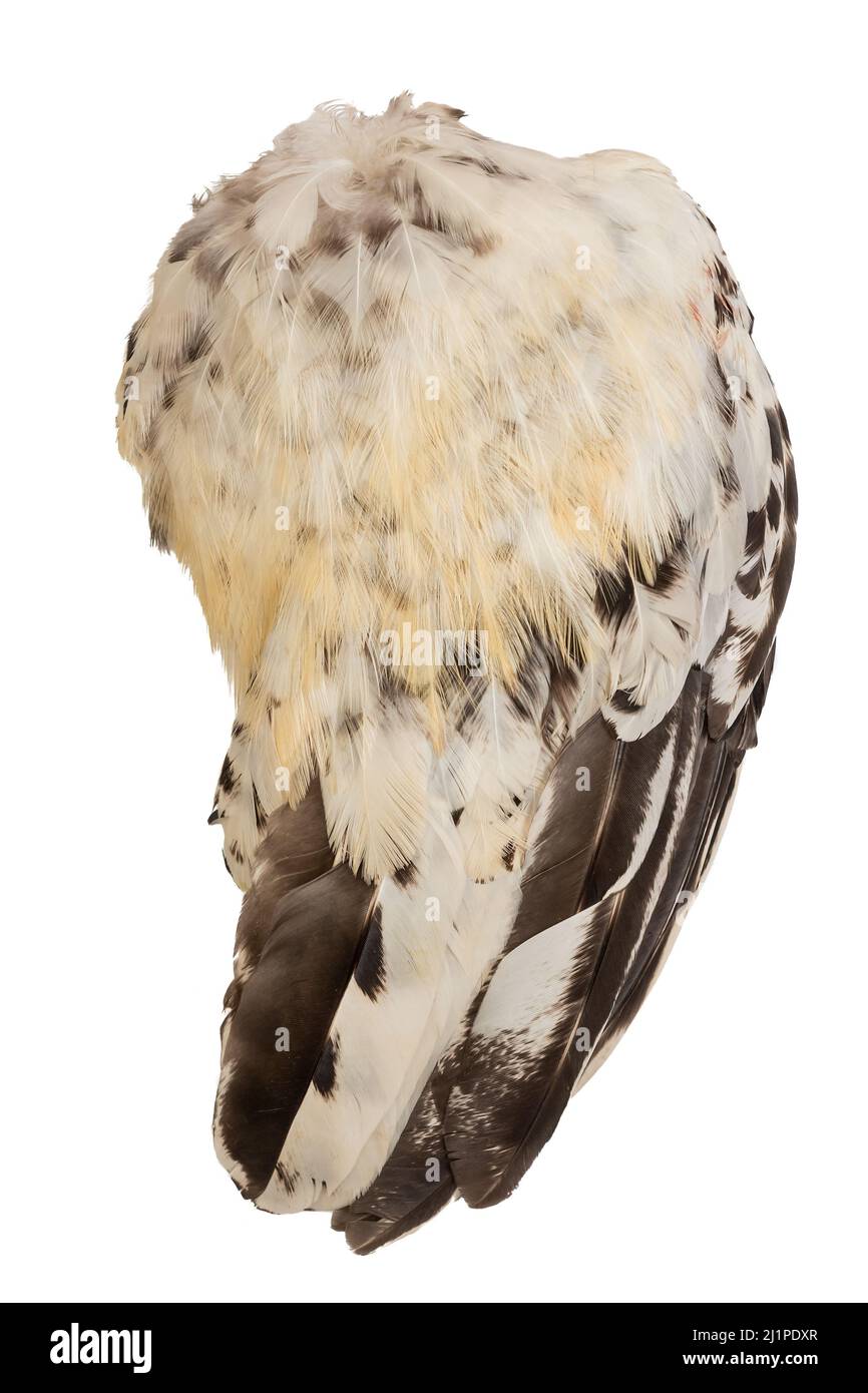 Ali piume piumaggio gallo pollo uccello uccello uccello uccello di destra isolato su sfondo bianco Foto Stock