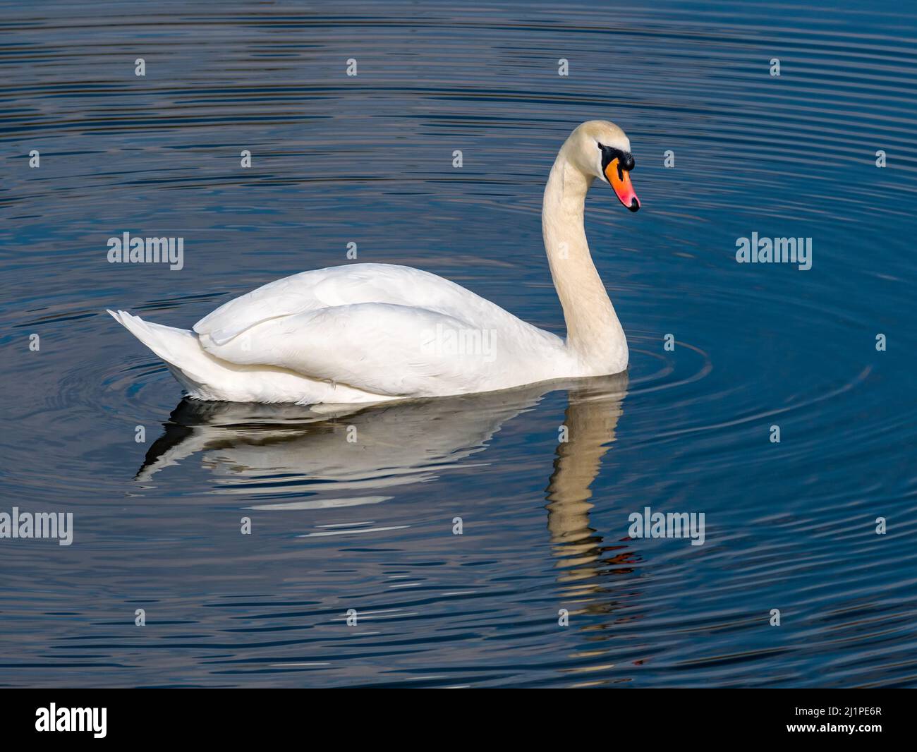 Un cigno maschio che nuota e si riflette in acqua increspa un serbatoio al sole, Scozia, Regno Unito Foto Stock