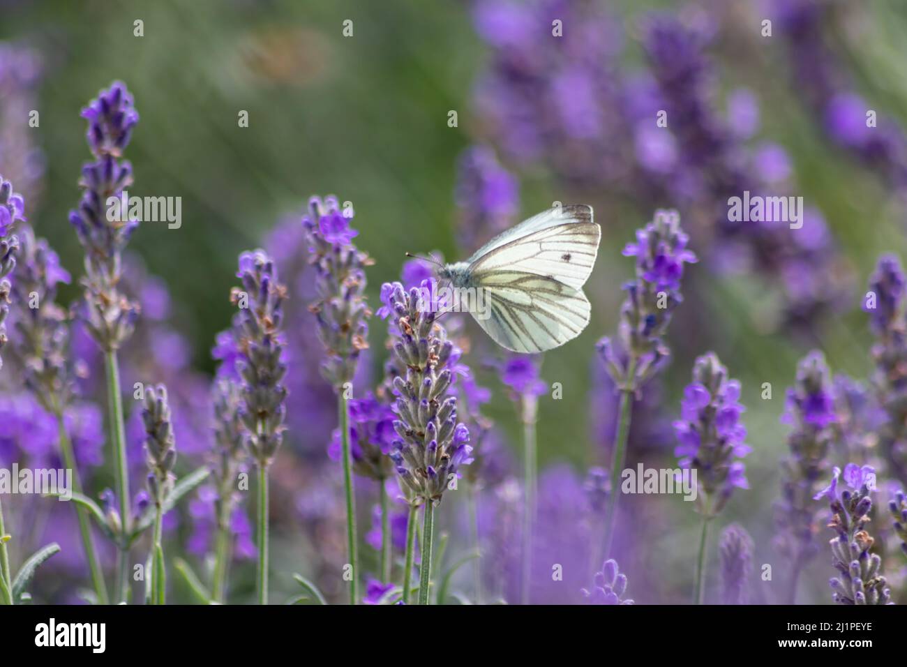 Farfalla bianca sulla lavanda viola mostra un contrasto di colore con le ali viola e bianche di tenerezza in primavera ed estate che rappresentano la leggerezza Foto Stock