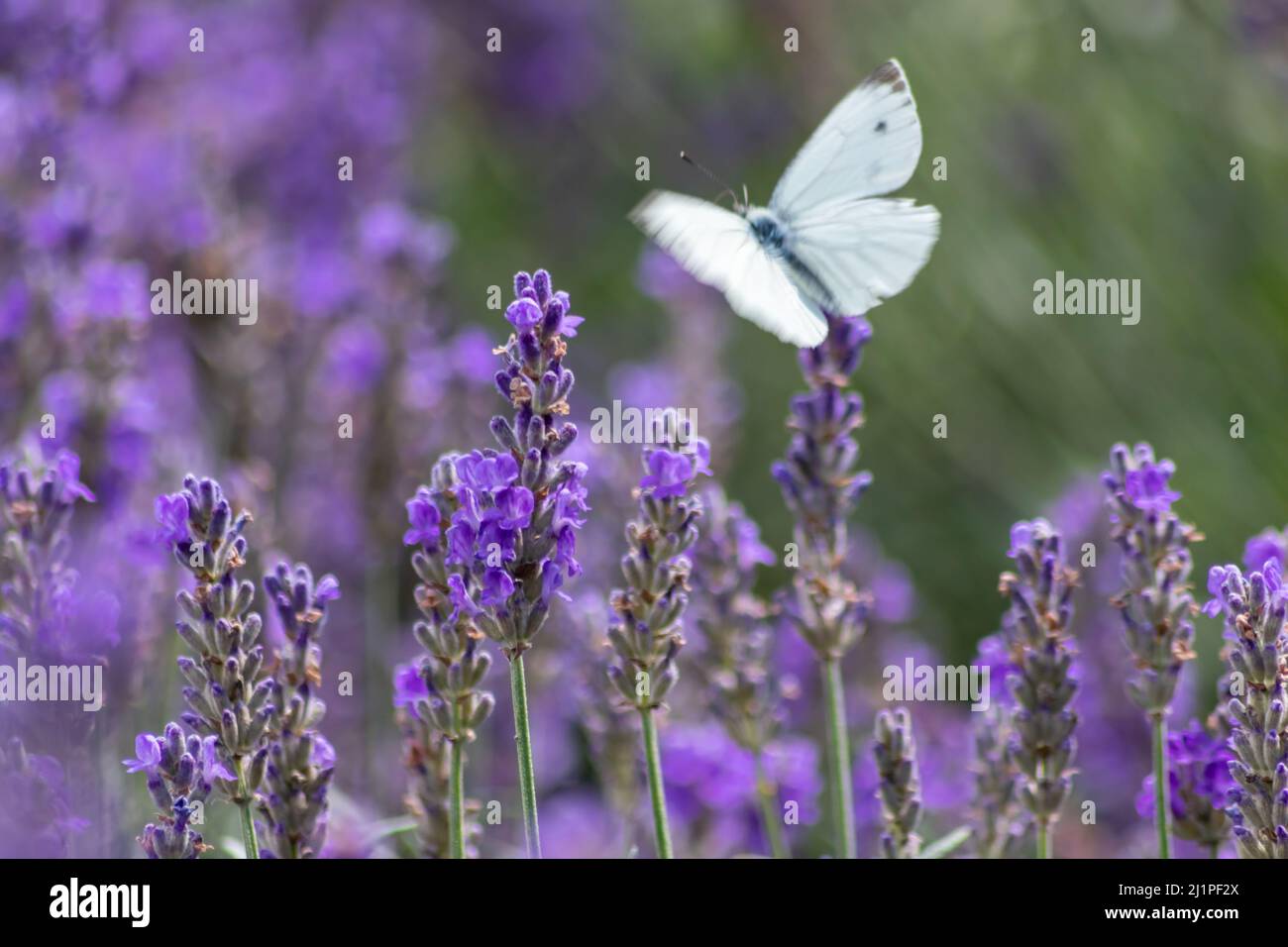 Farfalla bianca sulla lavanda viola mostra un contrasto di colore con le ali viola e bianche di tenerezza in primavera ed estate che rappresentano la leggerezza Foto Stock