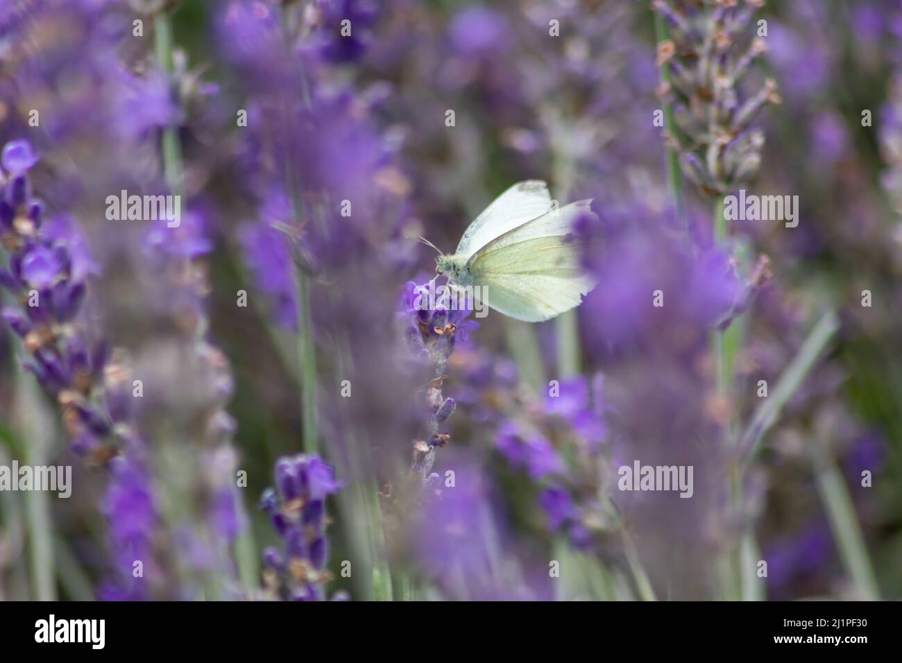 Farfalla bianca sulla lavanda viola mostra un contrasto di colore con le ali viola e bianche di tenerezza in primavera ed estate che rappresentano la leggerezza Foto Stock