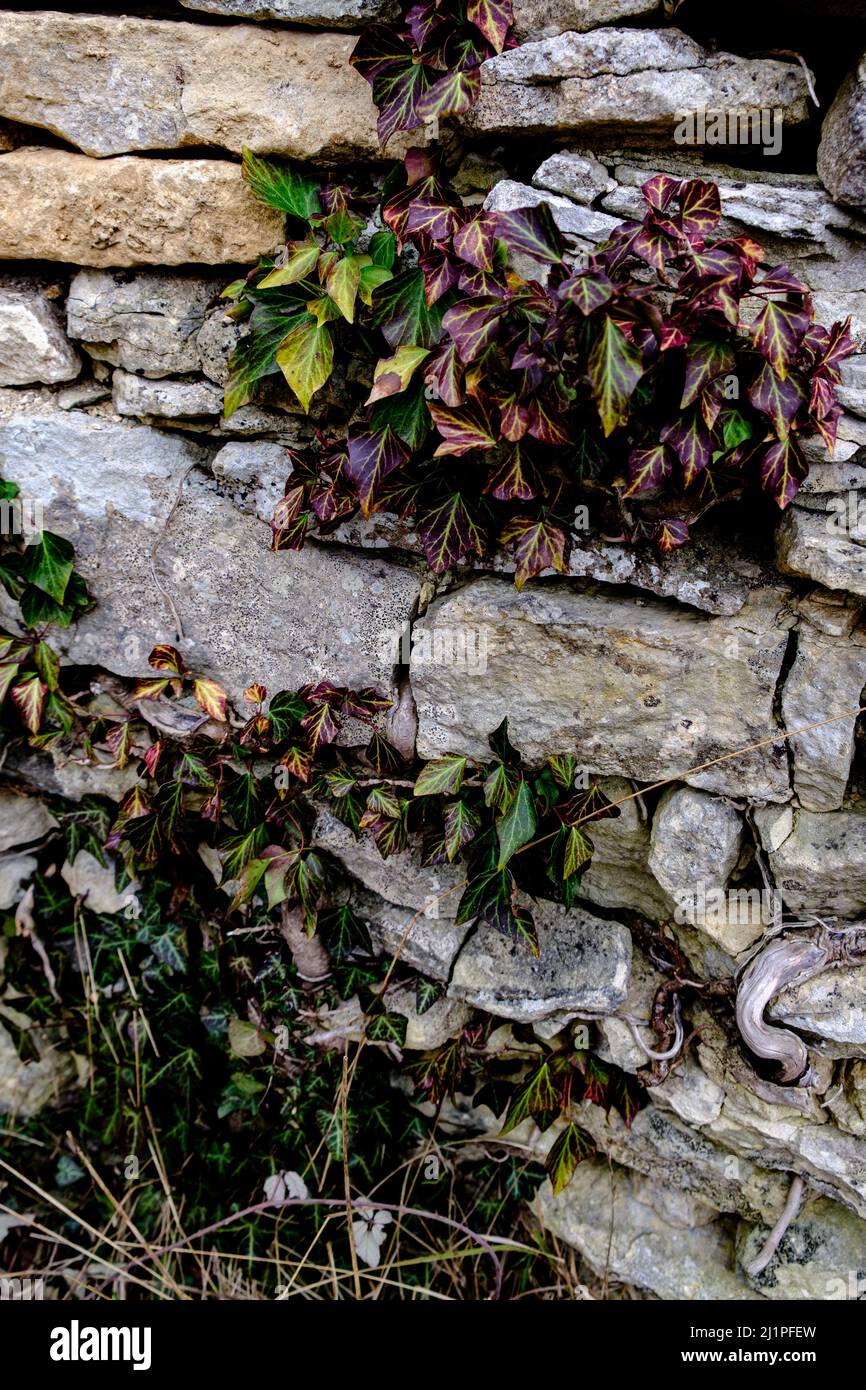 Edera che cresce su un muro di pietra a secco - pareti di pietra a secco nelle Cotswolds Foto Stock