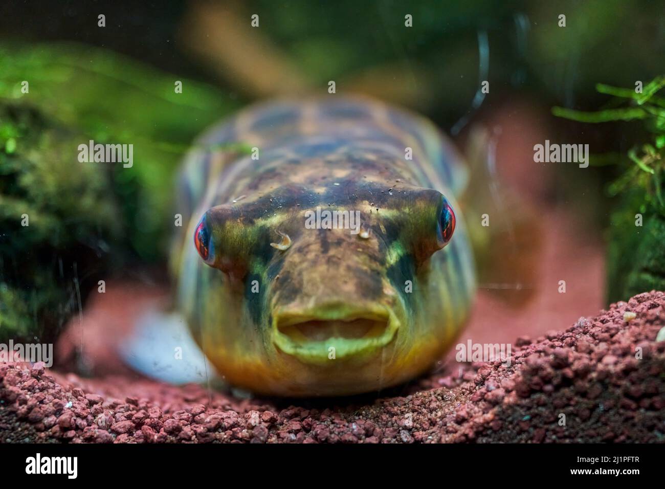 Pesce globo immagini e fotografie stock ad alta risoluzione - Alamy