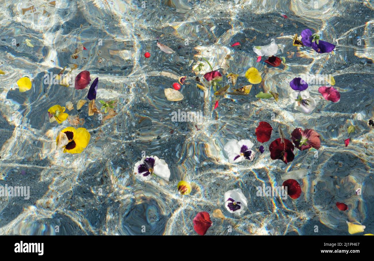 Petali di fiori Pansy galleggiano acqua in una piscina Foto Stock