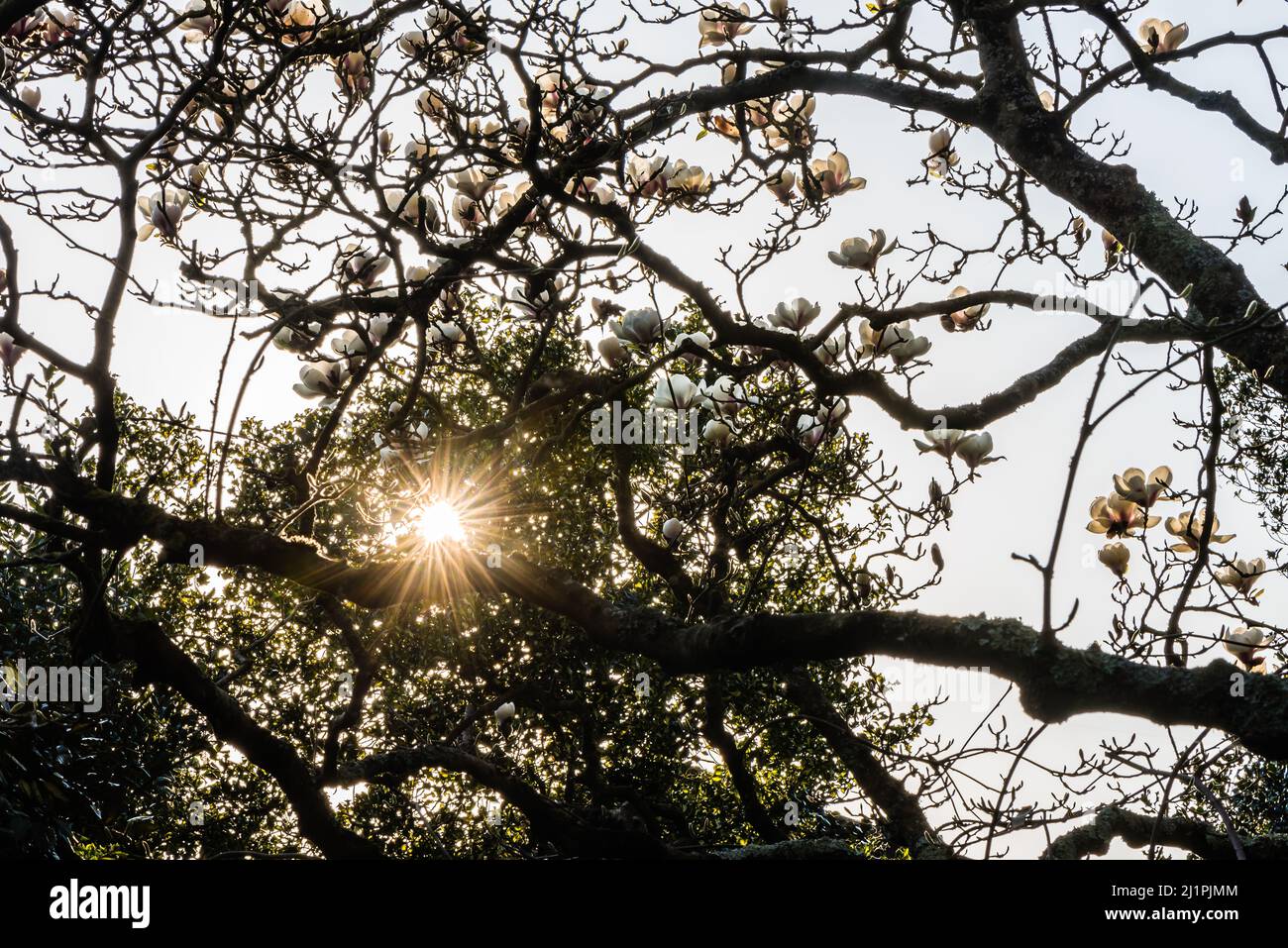 Il Sole che esplica attraverso una magnolia molto antica in piena fioritura. Foto Stock