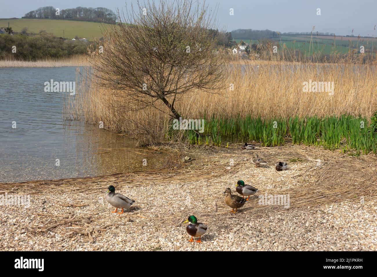 Inghilterra, Devon, Slapton Ley Foto Stock