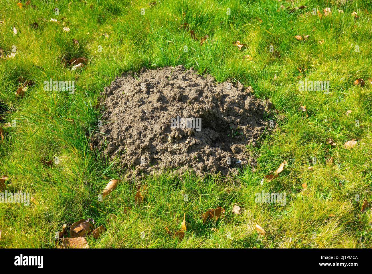 Granello di sabbia Foto Stock