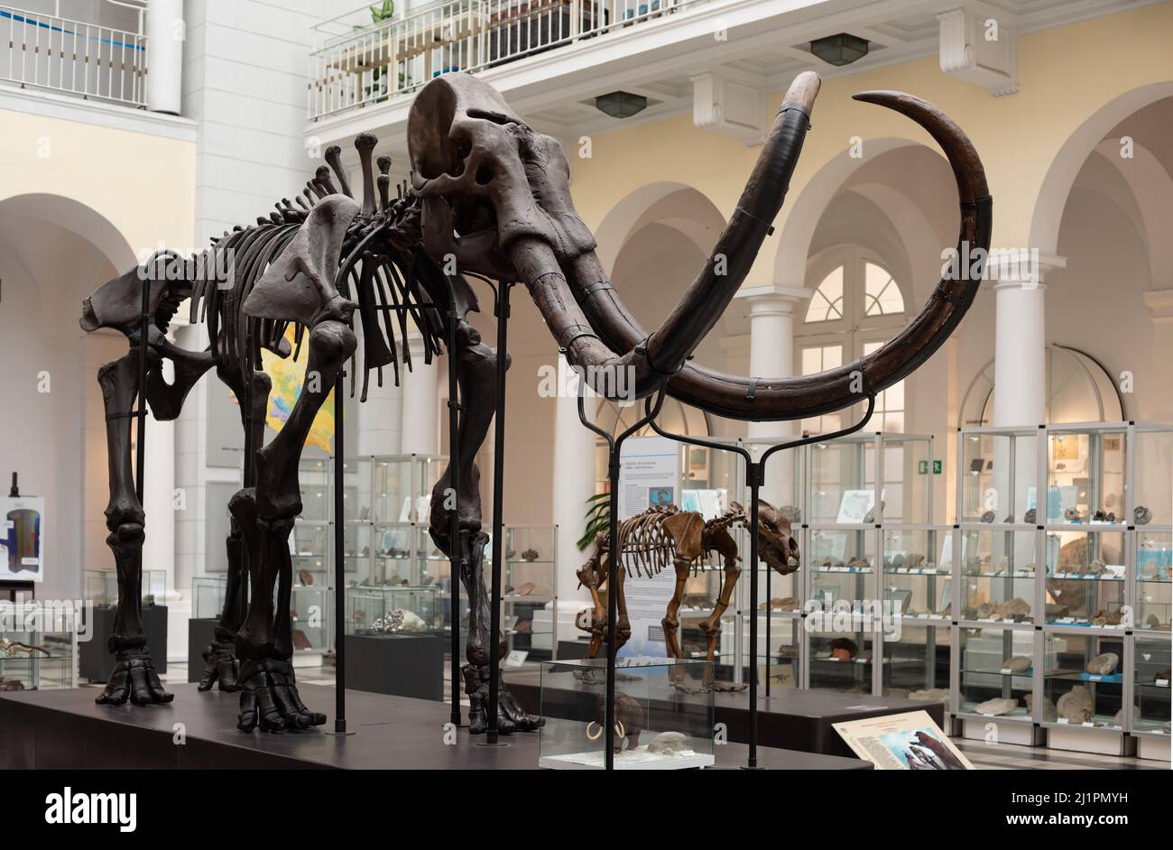 Varsavia. Polonia. 03.21.2022. Scheletro di Mammoth nel Museo Geologico dell'Istituto Nazionale di Ricerca. Foto Stock