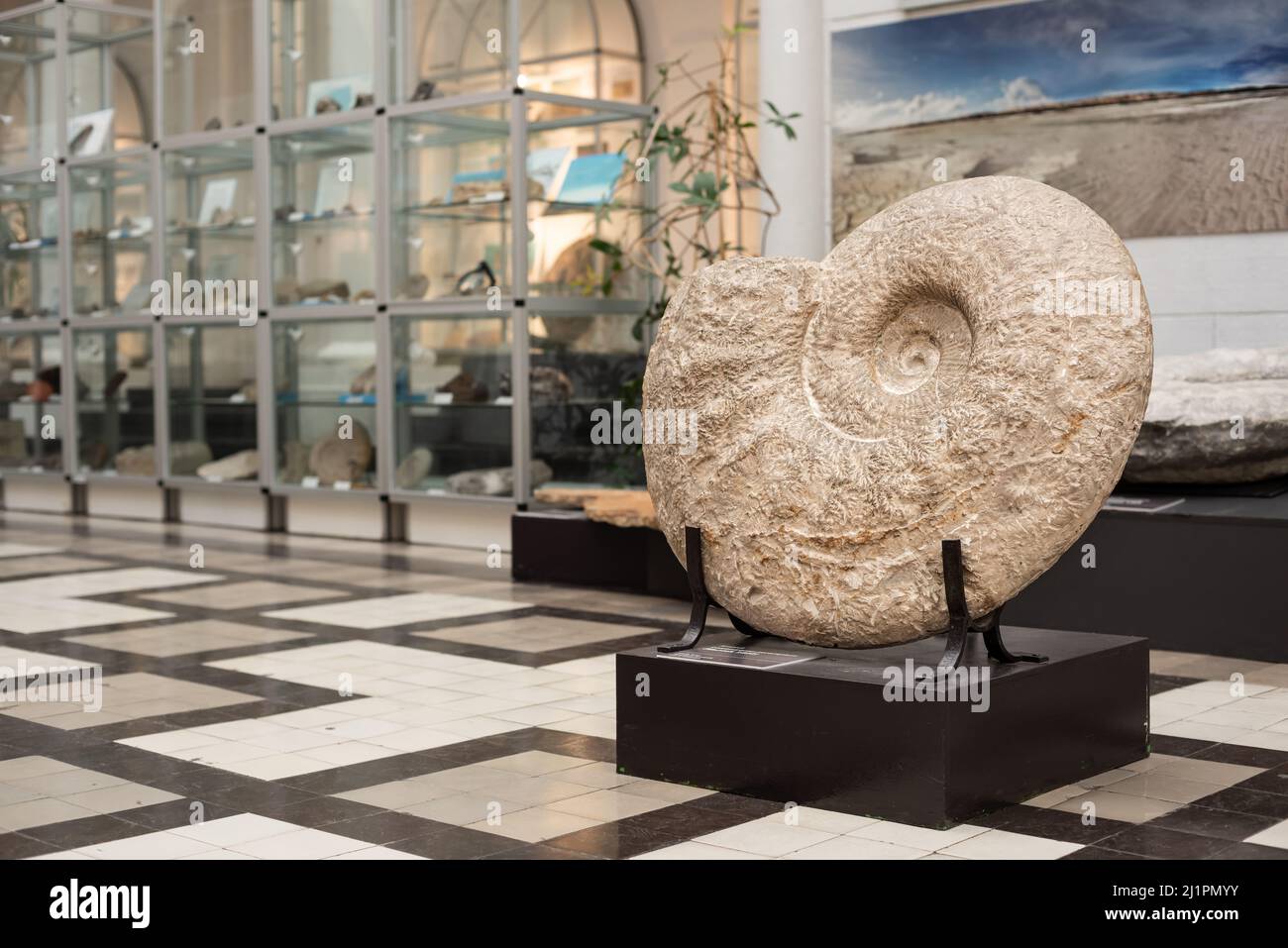 Varsavia. Polonia. 03.21.2022. Conchiglia pietrificata gigante nel Museo Geologico del National Research Institute. Foto Stock