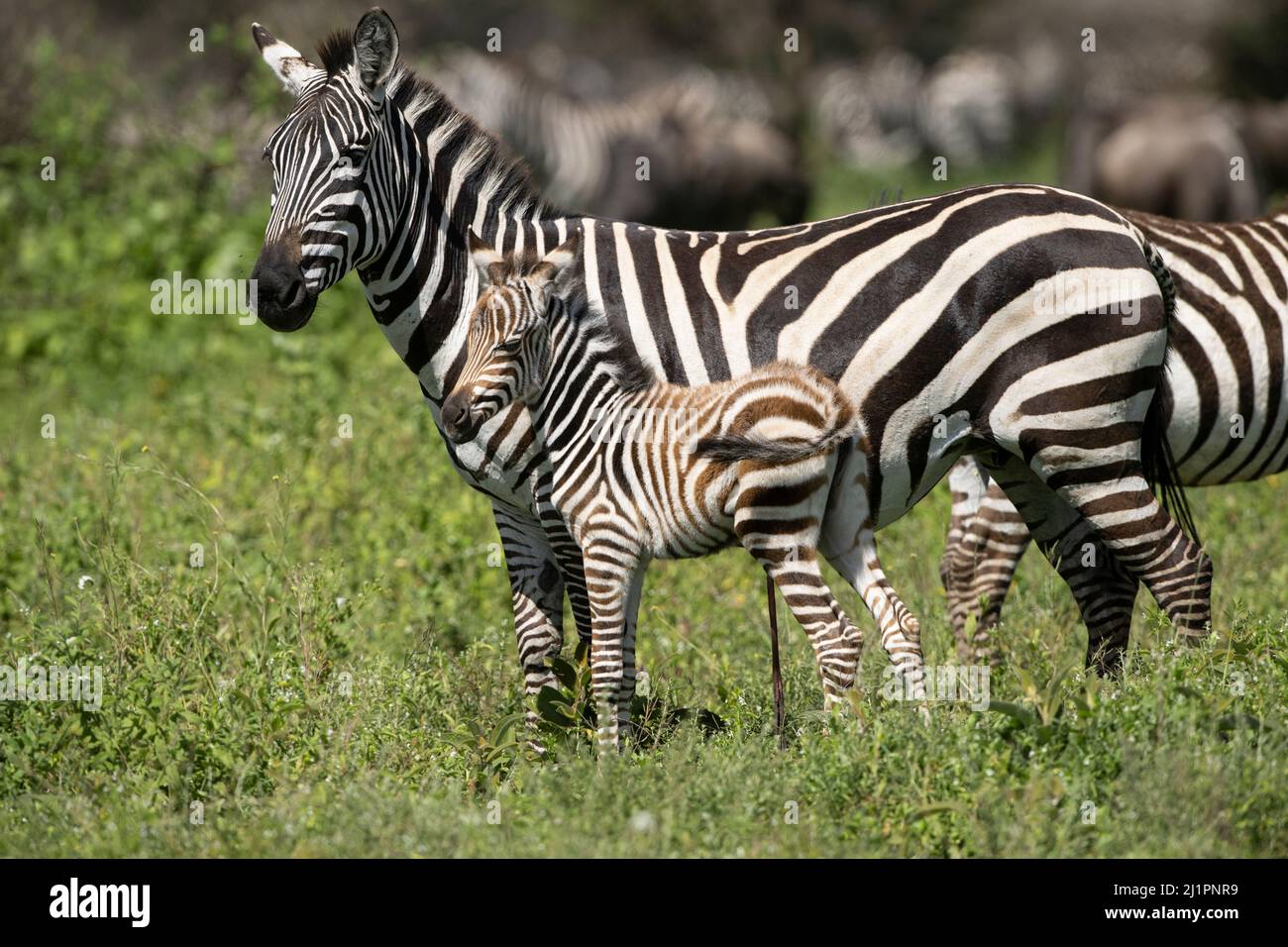 Zebra mamma e Foal, Tanzania Foto Stock