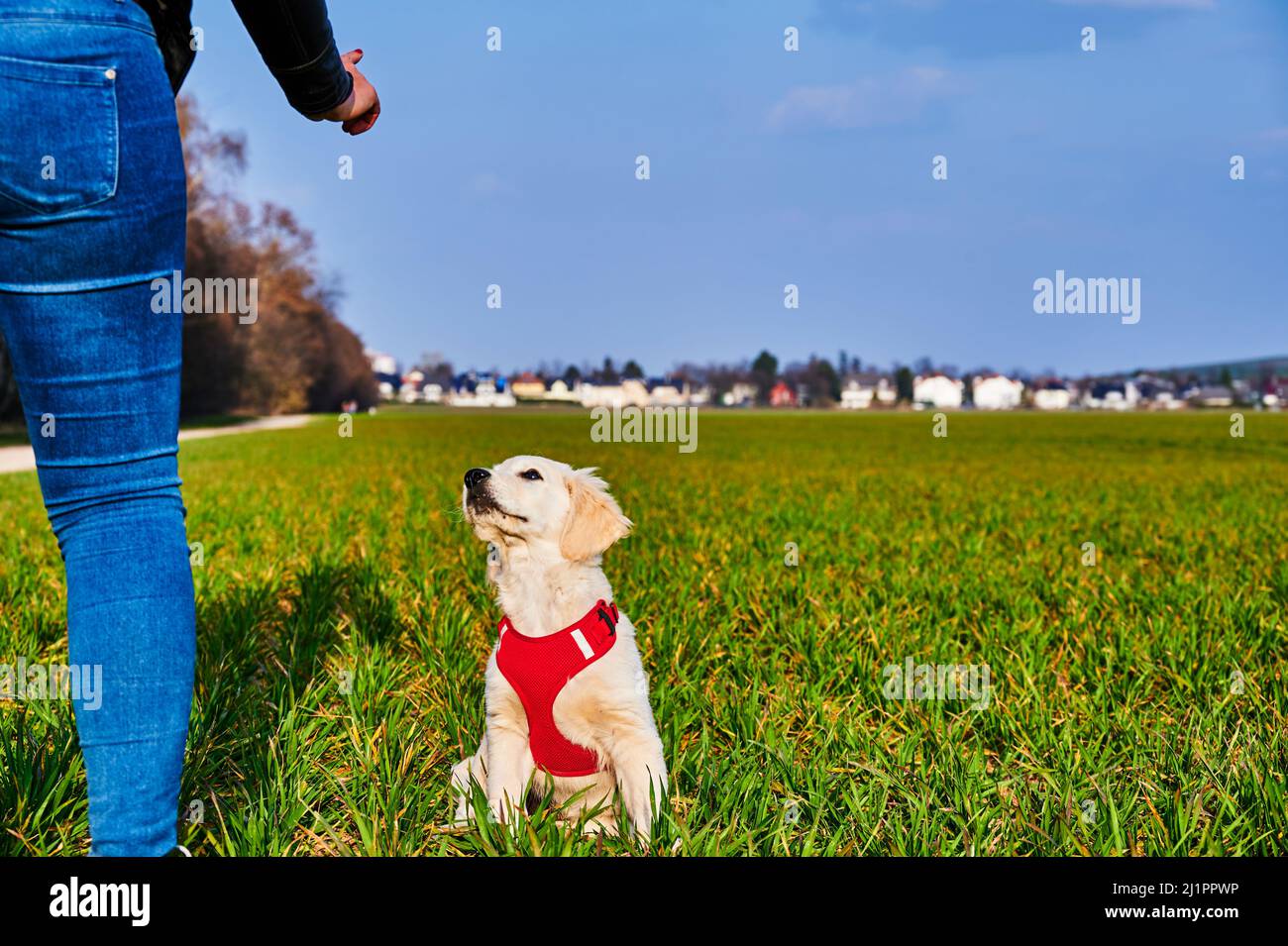Attento e curioso cucciolo Golden Retriever in attesa di un segnale mano dal suo proprietario. Foto Stock