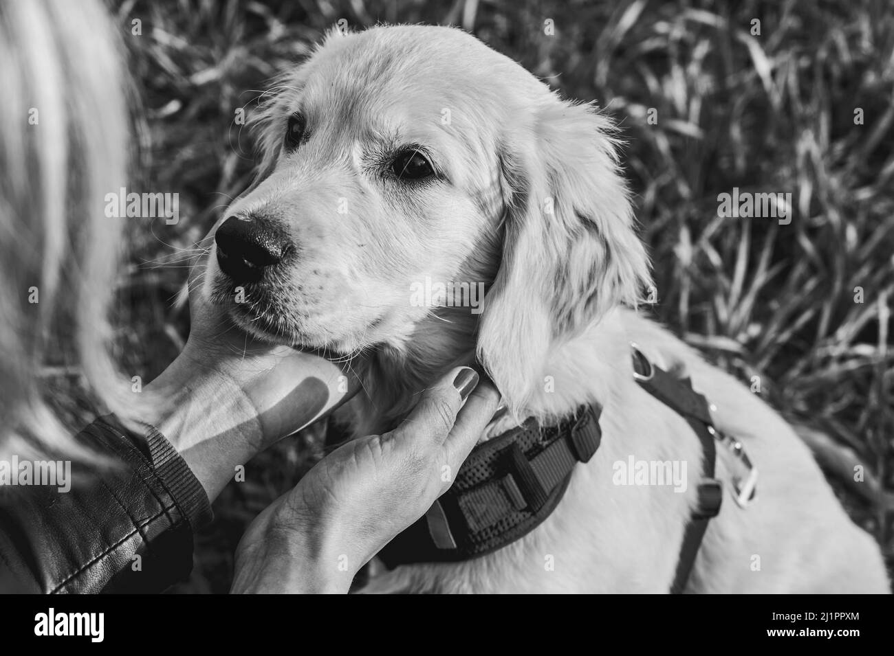 Foto in bianco e nero di un attento e curioso cucciolo di Golden Retriever che pone la testa nelle mani del proprietario. Foto Stock