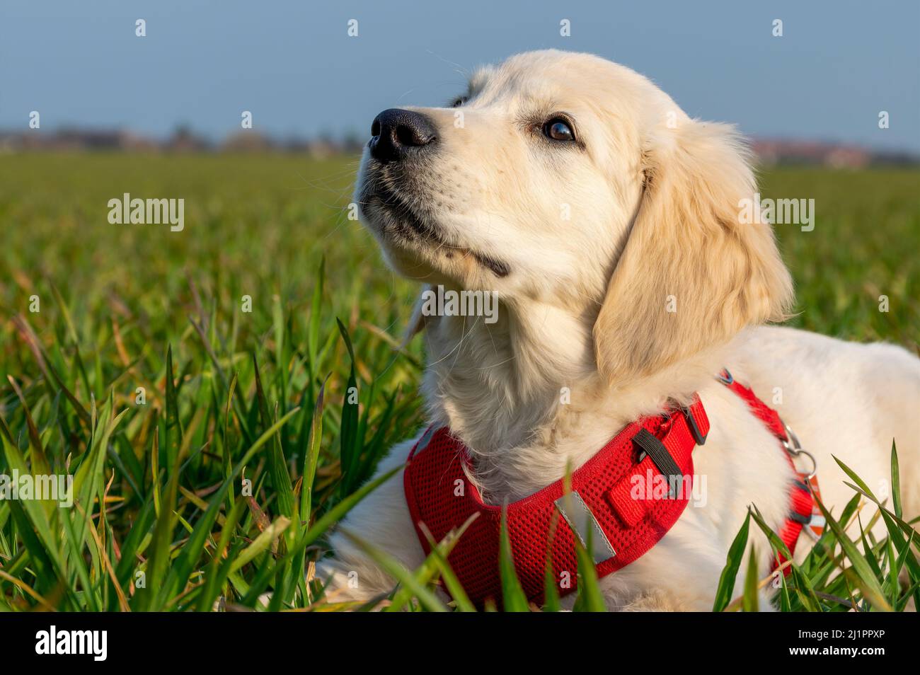 Attento e curioso cucciolo Golden Retriever su un prato al sole. Foto Stock
