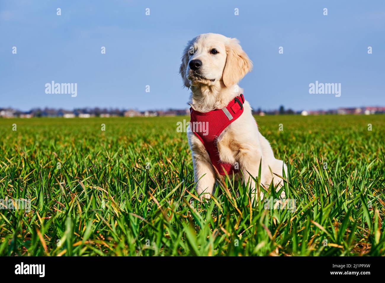 Attento e curioso cucciolo Golden Retriever su un prato al sole. Foto Stock