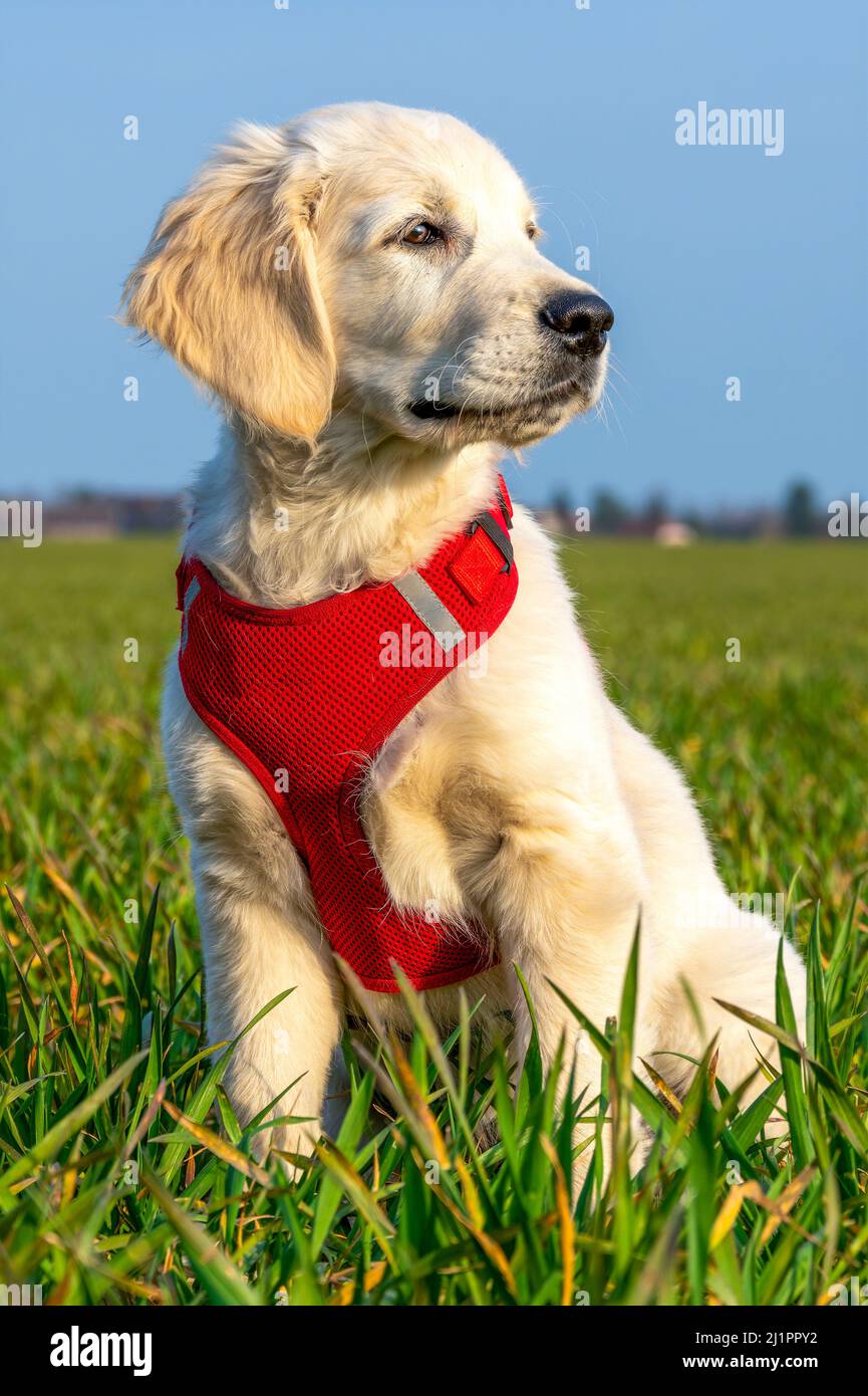 Attento e curioso cucciolo Golden Retriever su un prato al sole. Foto Stock