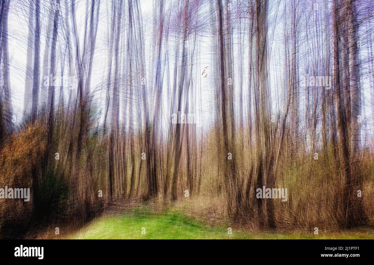 ARTE FOTOGRAFICA: Una passeggiata nel bosco Foto Stock