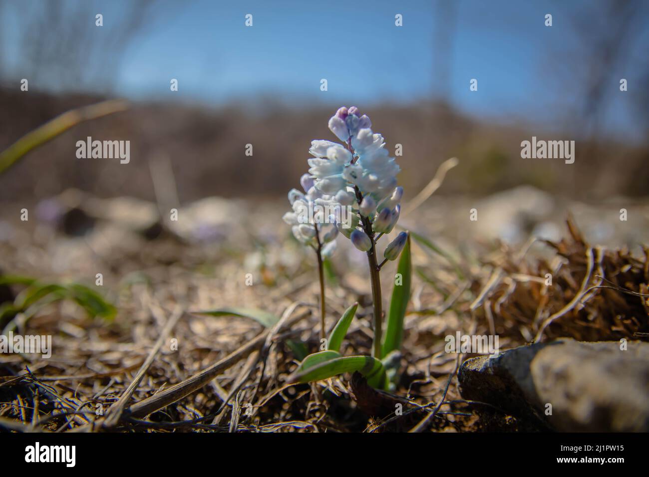 Giacinti selvaggi in primavera close-up con sfocatura di sfondo. Bella sfondo naturale elegante delicato delicato immagine artistica Foto Stock