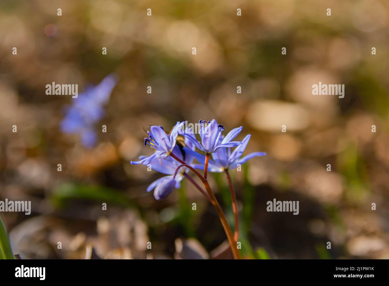 Giacinti selvaggi in primavera close-up con sfocatura di sfondo. Bella sfondo naturale elegante delicato delicato immagine artistica Foto Stock