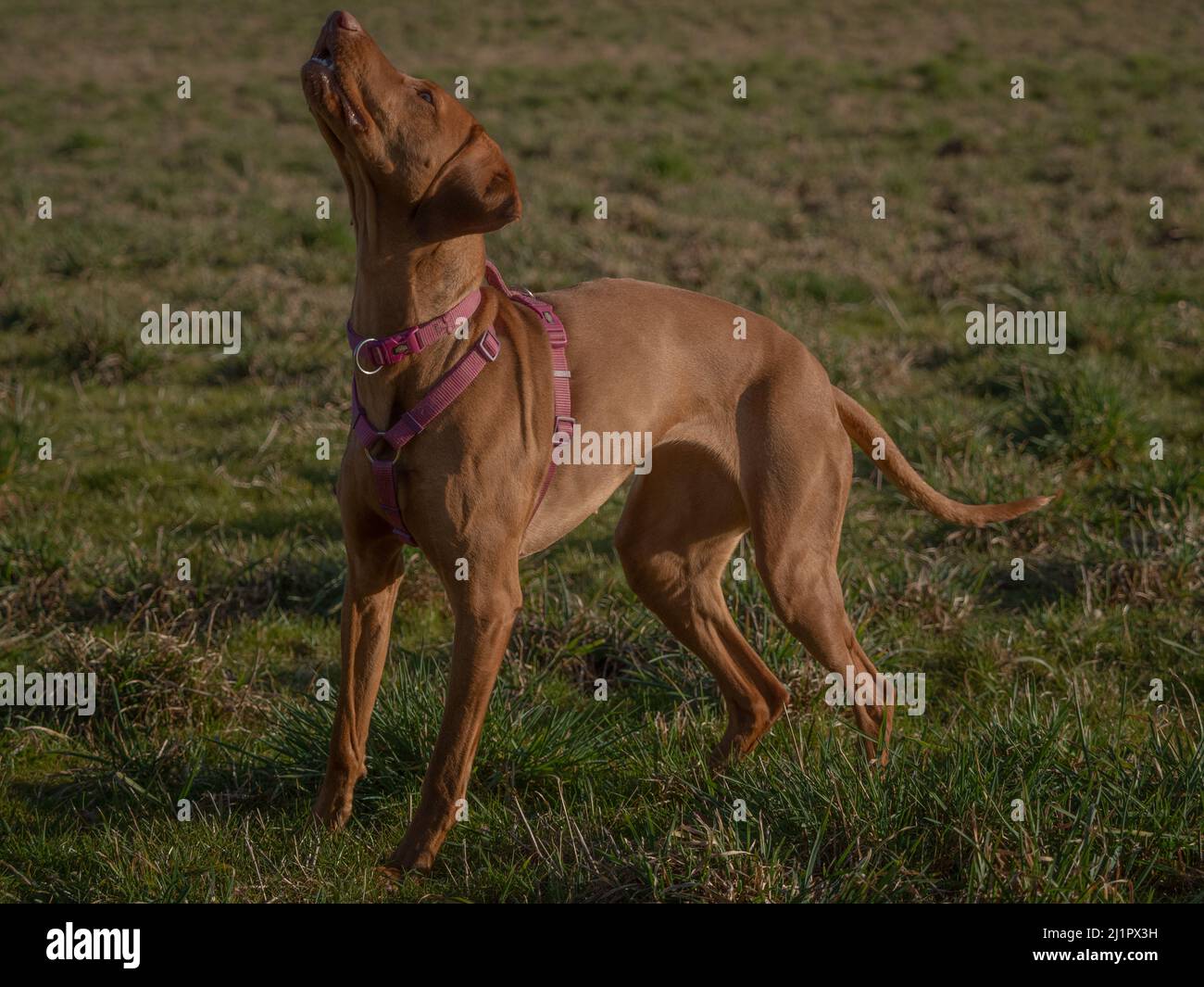 Un closeup ungariano magyar vizsla cane a jena Foto Stock