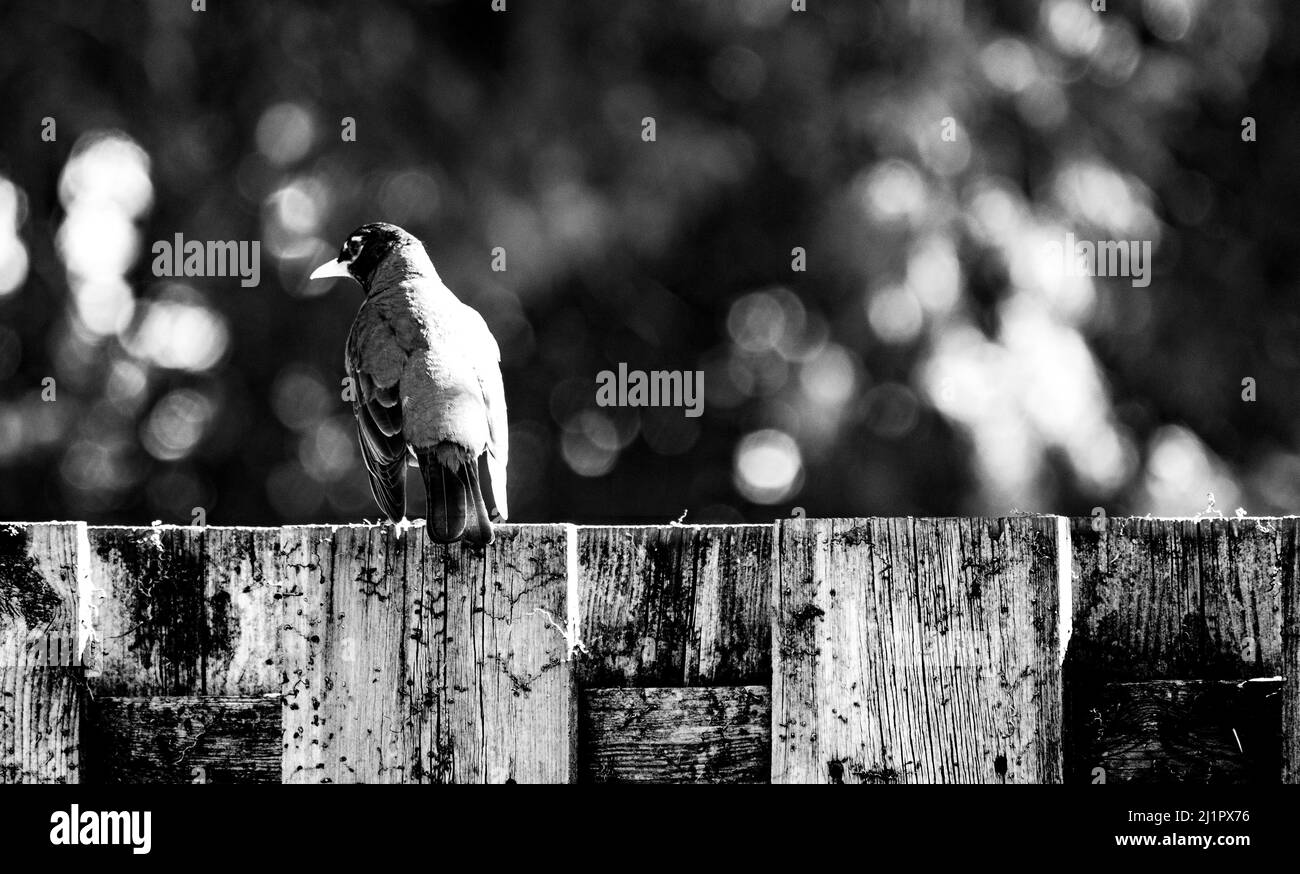 Una foto posteriore in bianco e nero di un uccello solista Robin (Turdus migratorius) che si aggirava su una recinzione in legno all'inizio della primavera - fotografia di scorta Foto Stock Una foto posteriore in bianco e nero di un uccello solista Robin (Turdus migratorius) che si aggirava su una recinzione in legno all'inizio della primavera - fotografia di scorta Foto Stock
