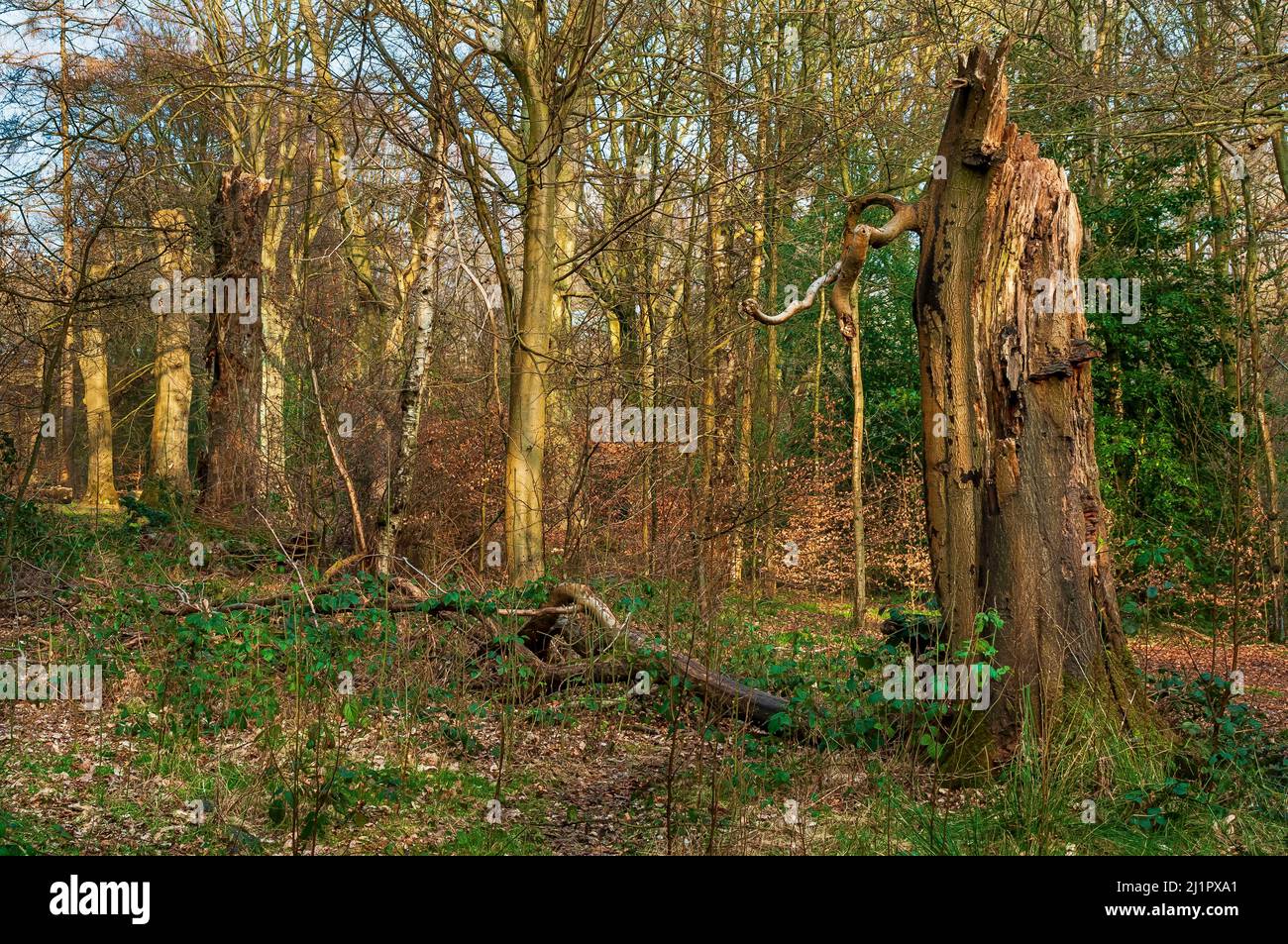 Moncone di alberi morti, rami aggrovigliati e tronchi di alberi misti nella luce del sole del pomeriggio in Ecclesall Woods, antico bosco vicino Sheffield. Foto Stock
