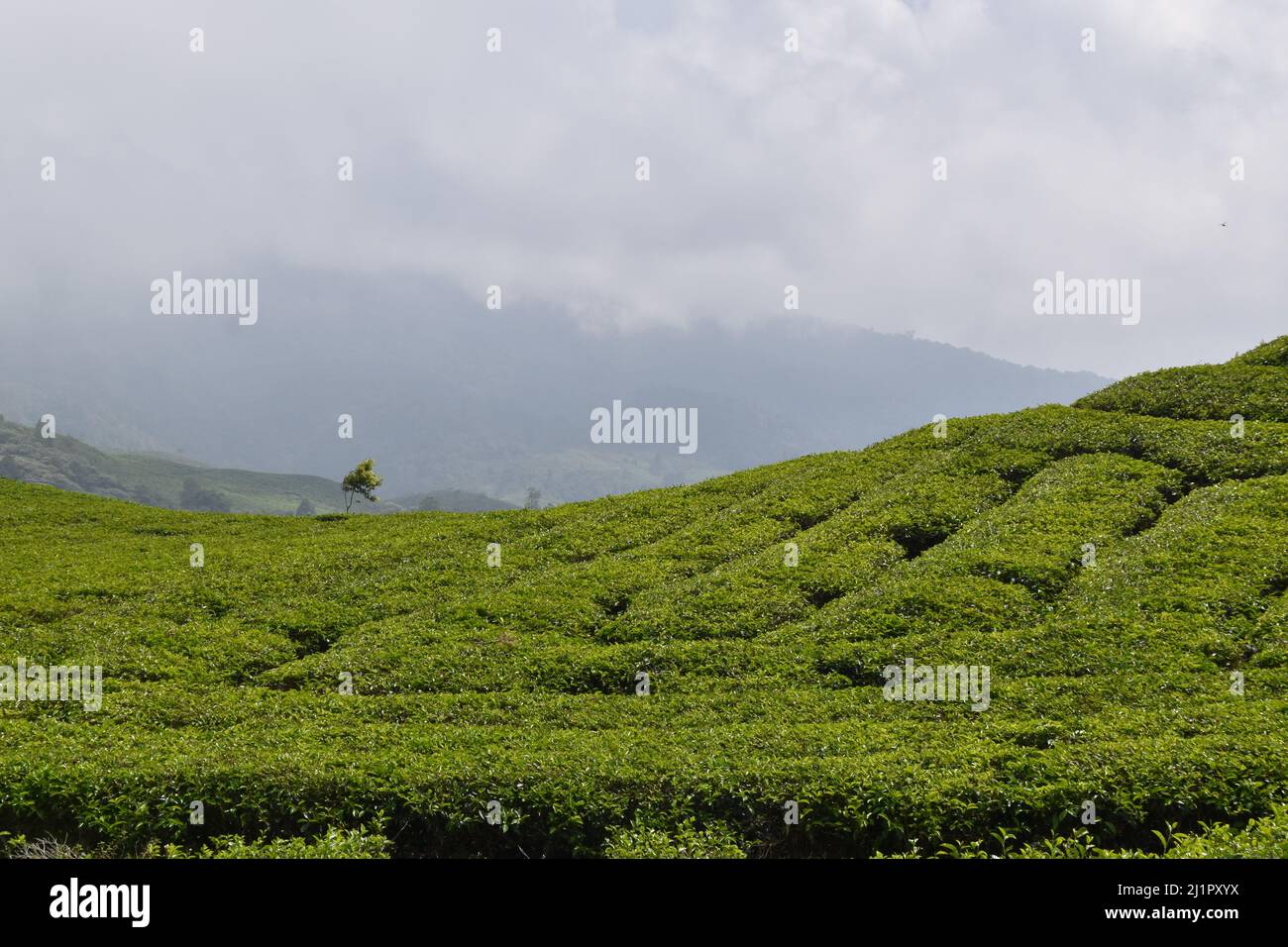 Piantagione di tè in Sumatra occidentale, pianta di tè è una pianta sempreverde, di solito crescono in collina o in montagna. Harvest punta tee albero di solito fare al mattino Foto Stock