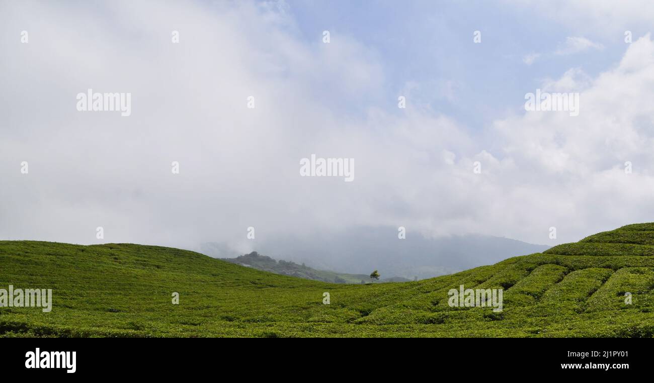 Piantagione di tè in Sumatra occidentale, pianta di tè è una pianta sempreverde, di solito crescono in collina o in montagna. Harvest punta tee albero di solito fare al mattino Foto Stock