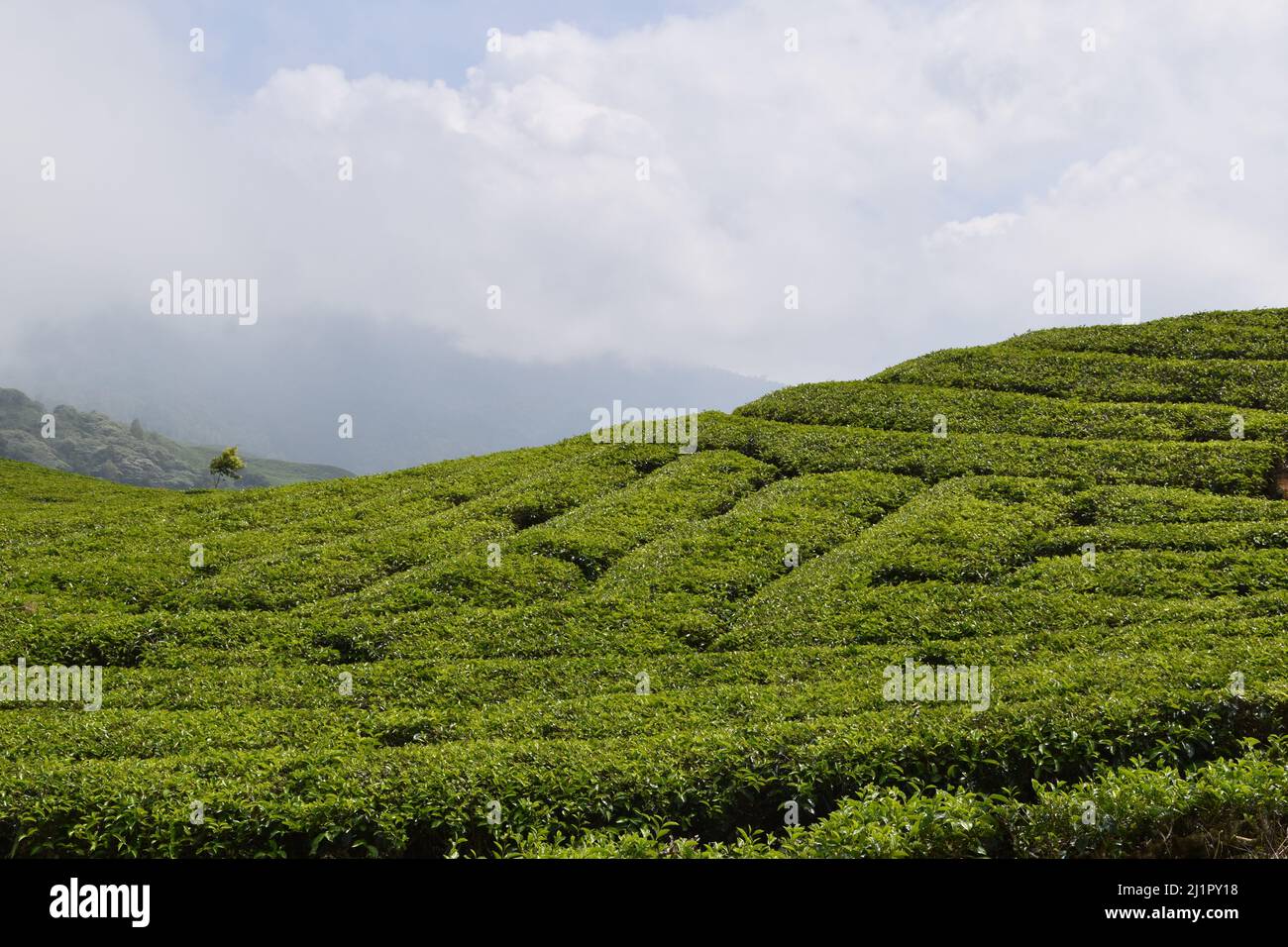 Piantagione di tè in Sumatra occidentale, pianta di tè è una pianta sempreverde, di solito crescono in collina o in montagna. Harvest punta tee albero di solito fare al mattino Foto Stock