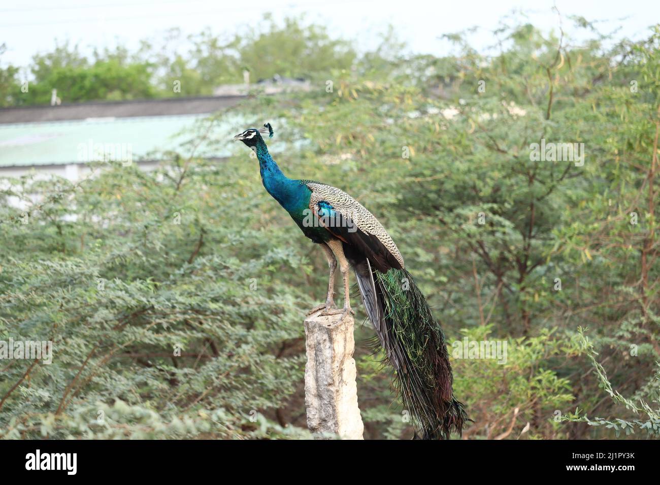 Immagine di un Peacock che effettua la chiamata di screening Foto Stock