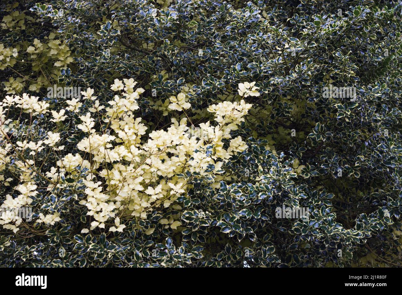 Verde, foglie di albero Foto Stock