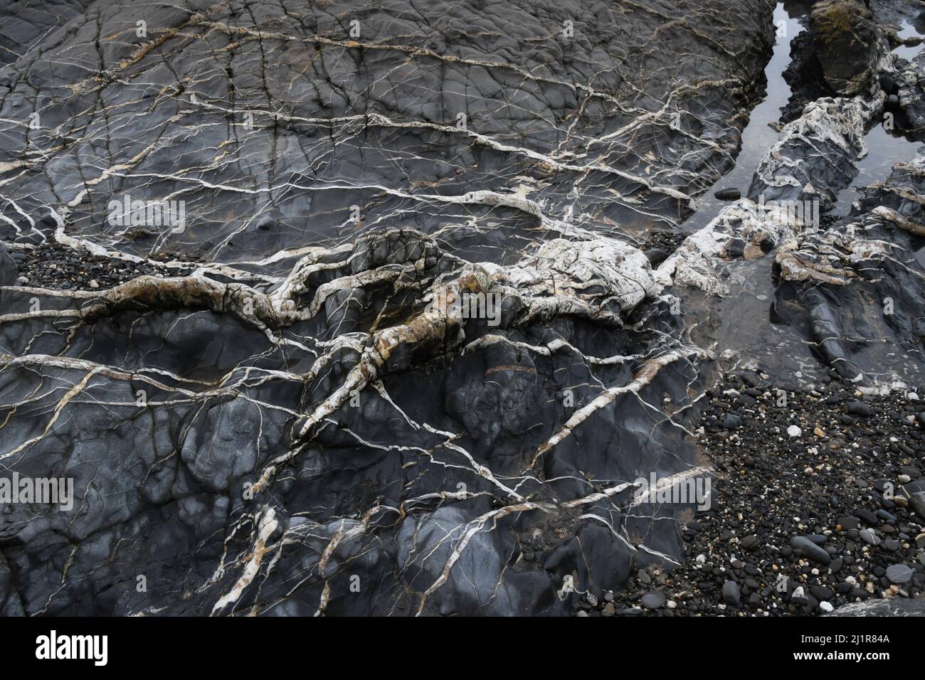 Spiaggia di Crackington Haven che mostra la formazione geologica di pietre fangose e arenarie con vene di calcite e quarz.Cornwall.UK Foto Stock