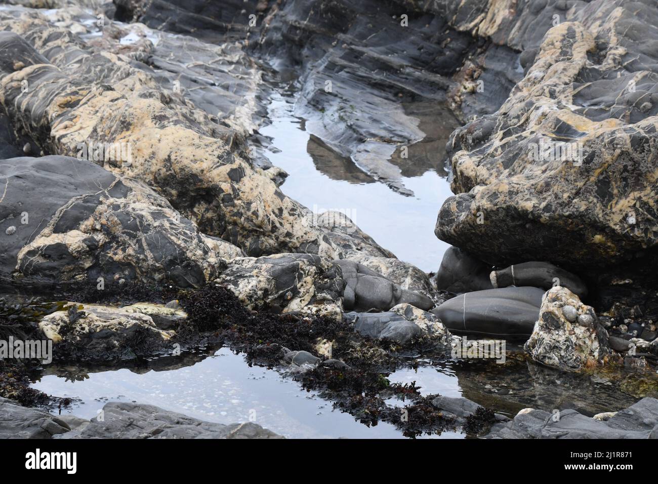 Spiaggia di Crackington Haven che mostra la formazione geologica di pietre fangose e arenarie con vene di calcite e quarz.Cornwall.UK Foto Stock