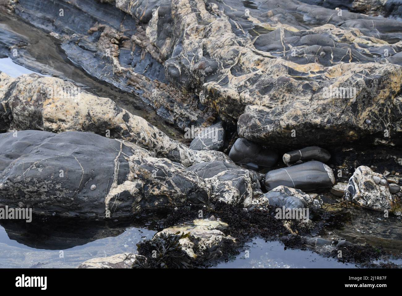 Spiaggia di Crackington Haven che mostra la formazione geologica di pietre fangose e arenarie con vene di calcite e quarz.Cornwall.UK Foto Stock