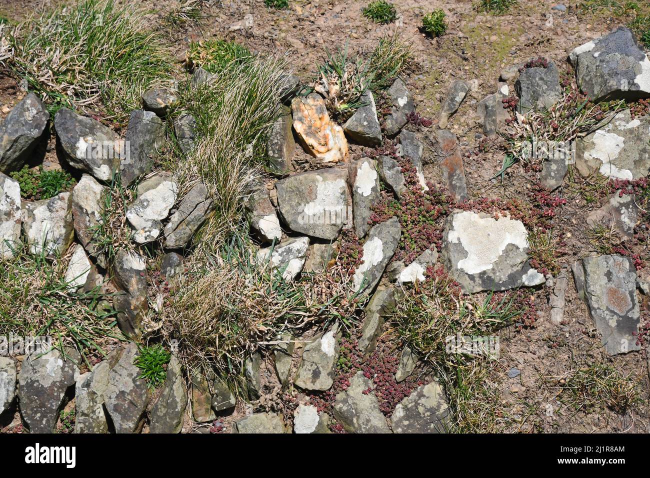 Muro di pietra sul percorso costiero Cornovaglia, la costruzione era utilizzando grandi pietre e rocce e suolo riempito. Coperto in erba, stonecrop e lichen.Cornovaglia. Foto Stock