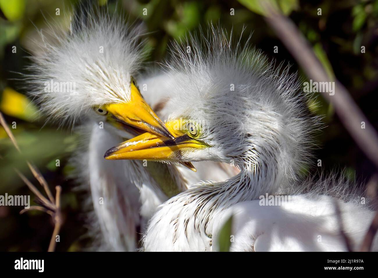 Orlando, Florida, Stati Uniti. 15th Mar 2019. Il bambino grande egret ha il suo fratello in un headlock in un nido in Kissimmee, Florida. (Credit Image: © Ronen Tivony/SOPA Images via ZUMA Press Wire) Foto Stock