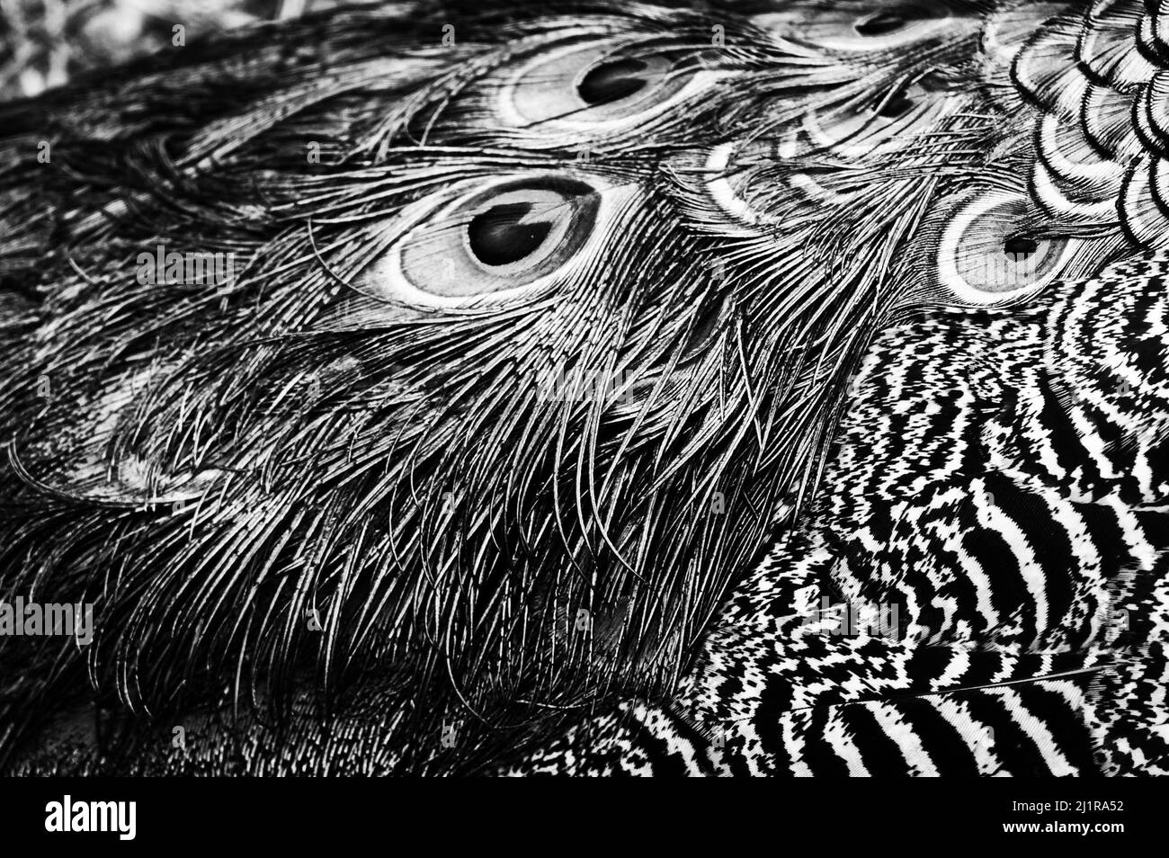 Penne di pavone, la fauna, gli uccelli, gli animali Foto stock - Alamy