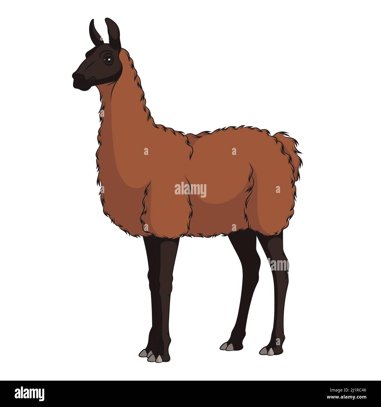 Illustrazione a colori con lama, alpaca. Oggetto vettore isolato su sfondo bianco. Illustrazione Vettoriale