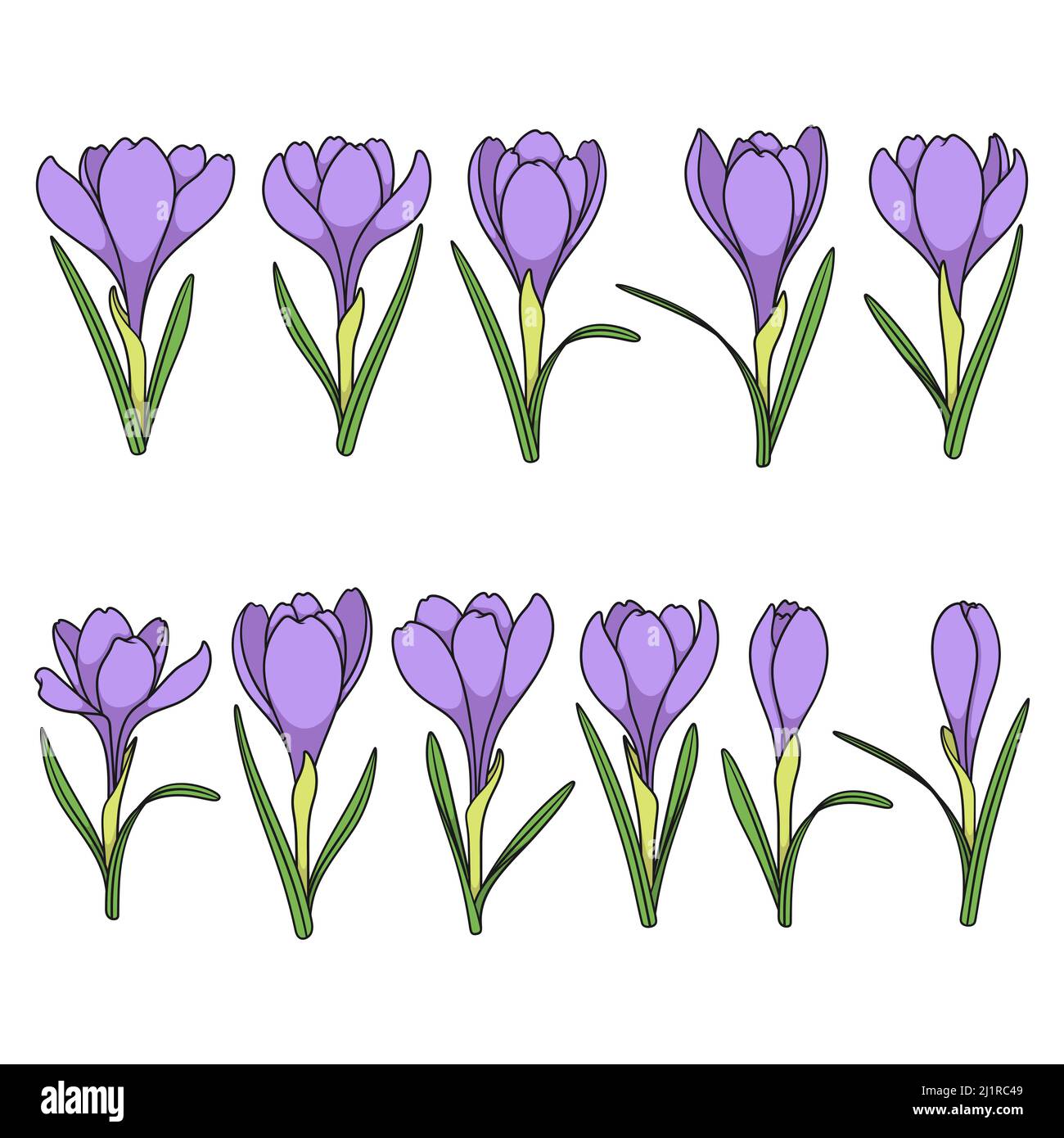 Set di illustrazioni a colori con fiori viola di cocchi, zafferano. Oggetti vettoriali isolati su sfondo bianco. Illustrazione Vettoriale