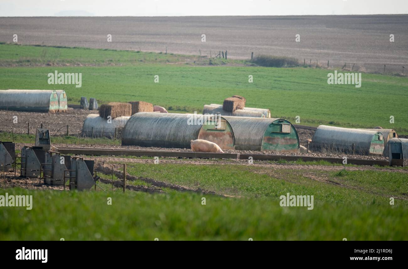 penne di maiale a gamma libera in campagna aperta Foto Stock