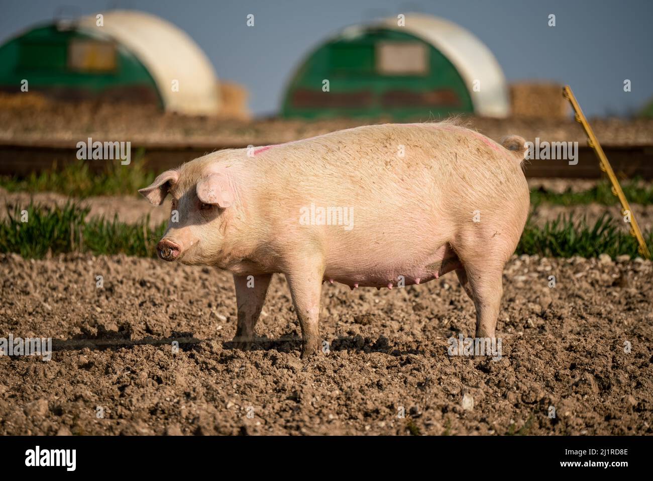 Free range Landrace danese (Sus scrofa domesticus) maiale in grande una giornata di sole Foto Stock