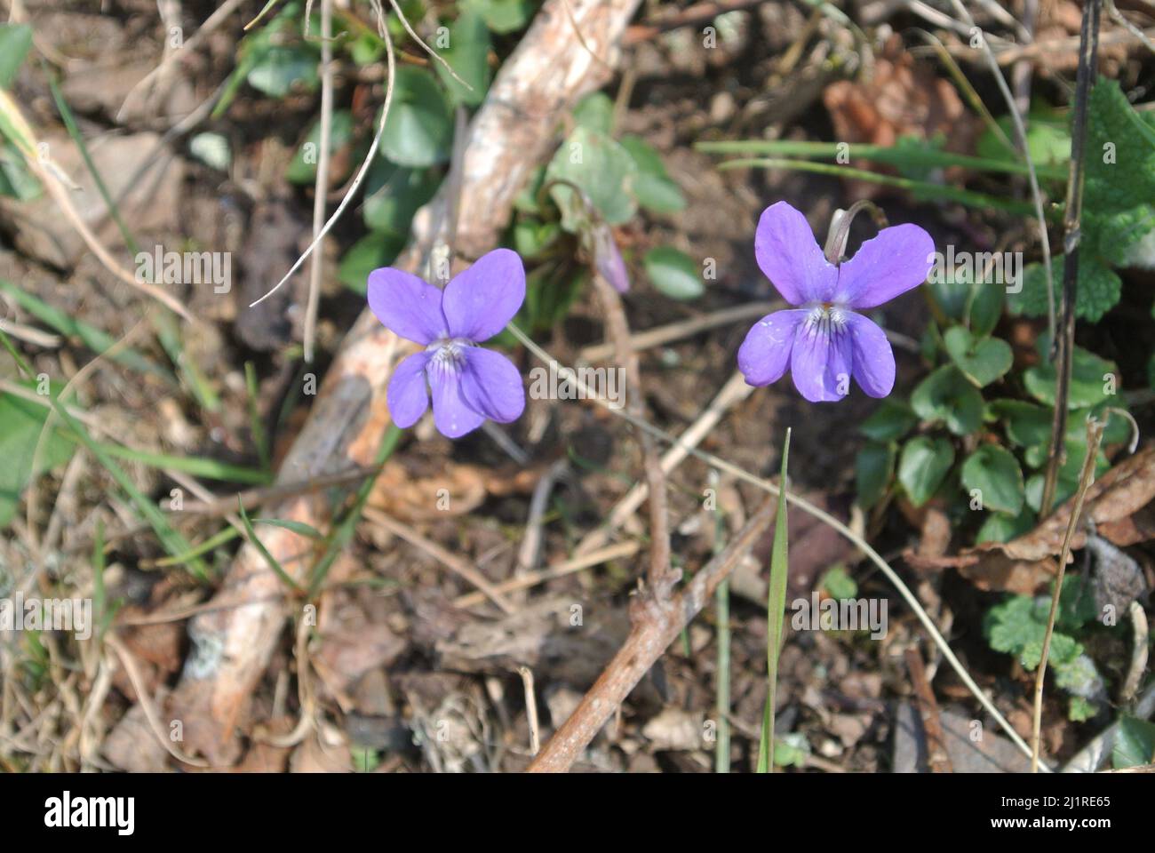 Comune cane-violetta, Viola riviniana, nel Parco Nazionale Dartmoor, Devon, Inghilterra, Regno Unito. Foto Stock