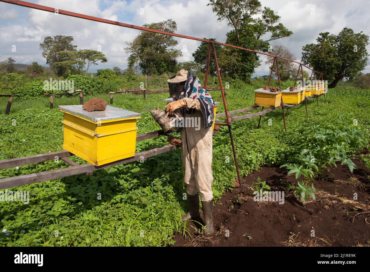 Progetto di apicoltura e miele, Mercy, in tuta bianca. Si tratta di un progetto comunitario sostenuto dalle ONG locali IPI, Meru, Kenya Foto Stock