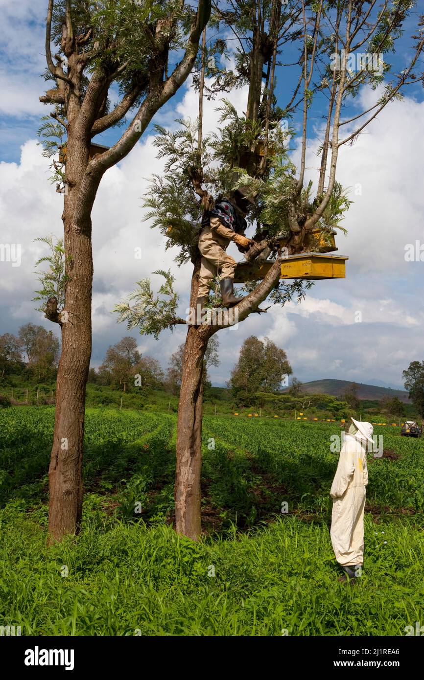 Progetto di apicoltura e miele, Mercy, in tuta bianca. Si tratta di un progetto comunitario sostenuto dalle ONG locali IPI, Meru, Kenya Foto Stock