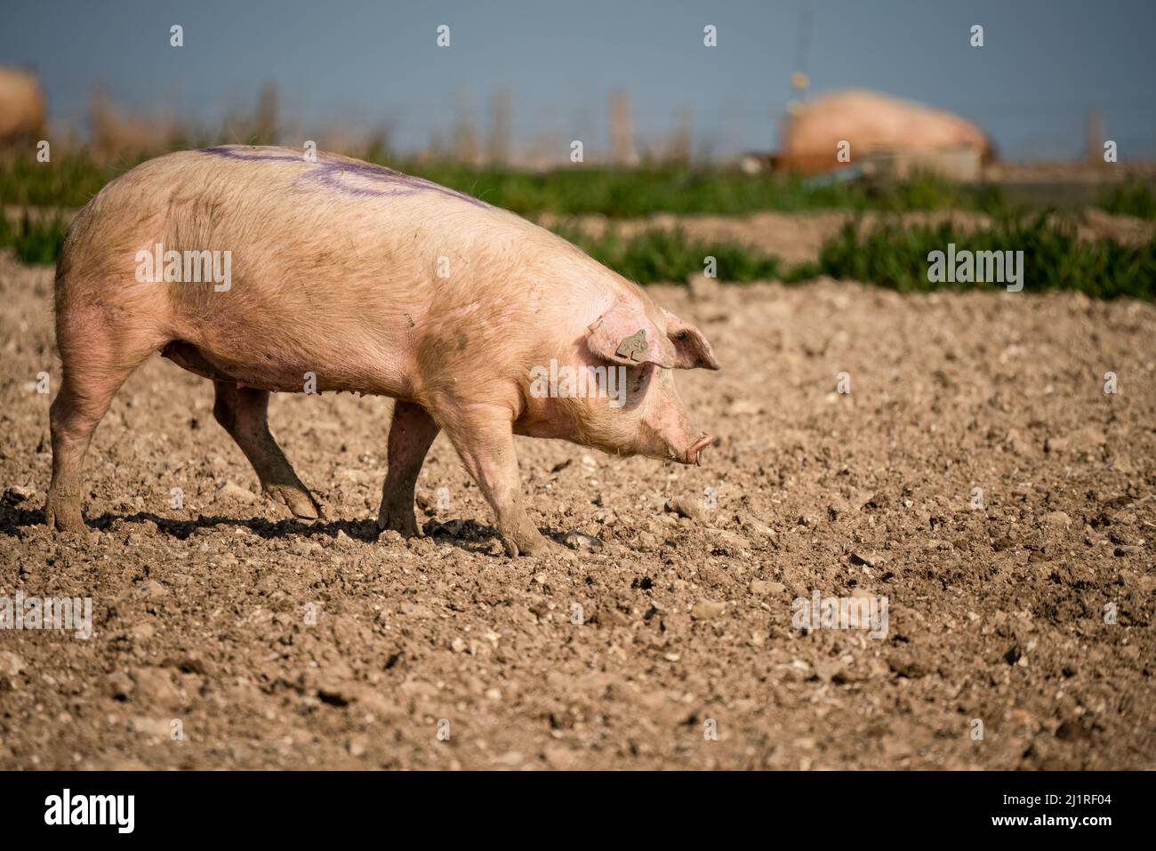 Free range Landrace danese (Sus scrofa domesticus) maiale in grande una giornata di sole Foto Stock
